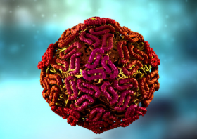 ¿Qué es la fiebre por el virus del Nilo occidental?¿Existe en España?