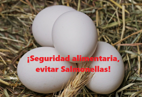 Hay muchos tipos de Salmonellas. Son bacterias intestinales. Y producen diferentes enfermedades.