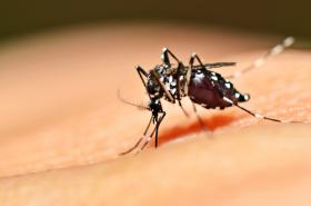 mosquito Aedes