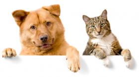 Alergia a los animales; ¿qué hago con mi mascota?