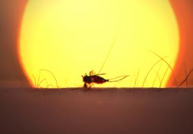 Paludismo o Malaria