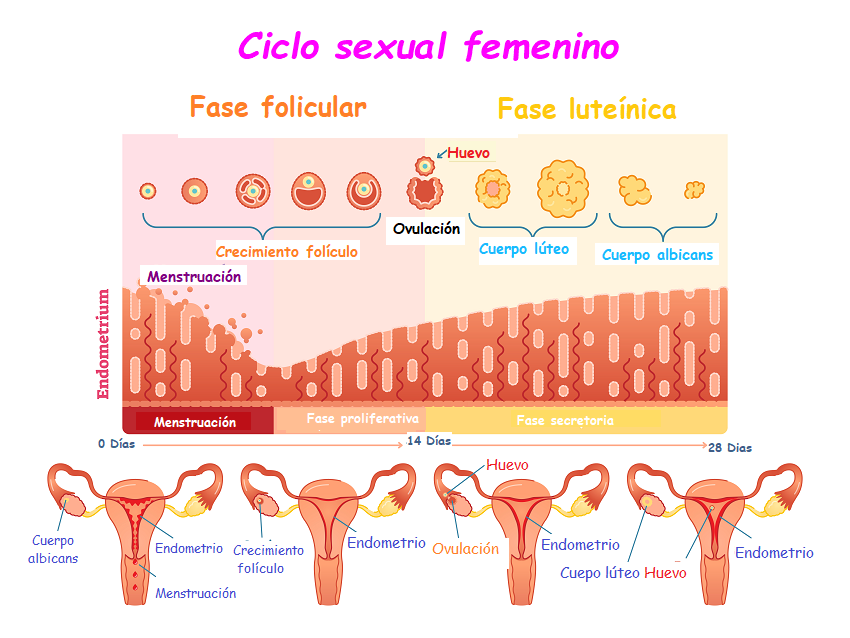 El Ciclo Menstrual Familia Y Salud