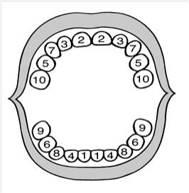 No Le Salen Los Dientes A Mi Bebe Le Faltara Alguna Vitamina Familia Y Salud