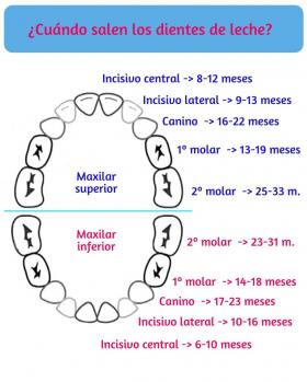 Denticion Del Bebe Que Es Normal Y Que Alteracion Familia Y Salud